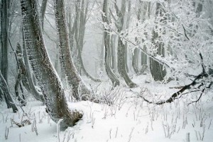 zamrznutý les na Javorníkoch